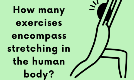 How many exercises encompass stretching in the human body?