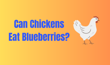 Can Chickens Eat Blueberries?