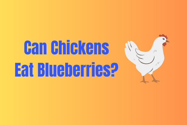 A Comprehensive Guide: Can Chickens Eat Blueberries?