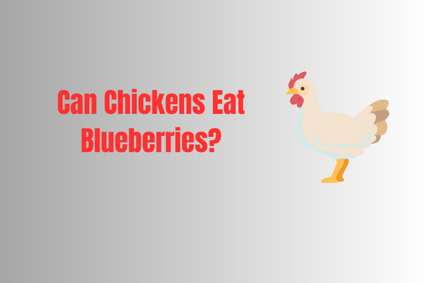 Can Chickens Eat Blueberries?