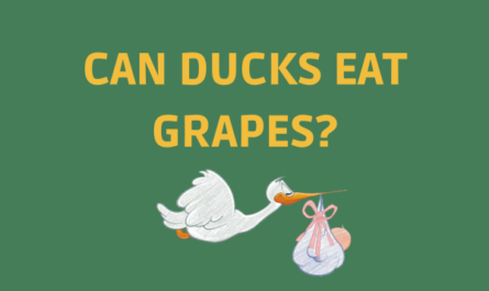 Can Ducks Eat Grapes?