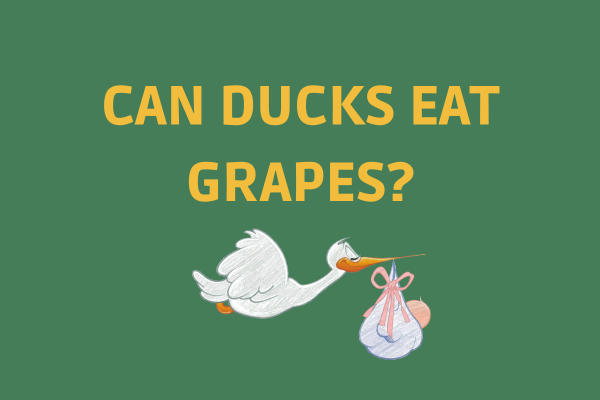 Can Ducks Eat Grapes: Exploring the Dietary Habits of Ducks