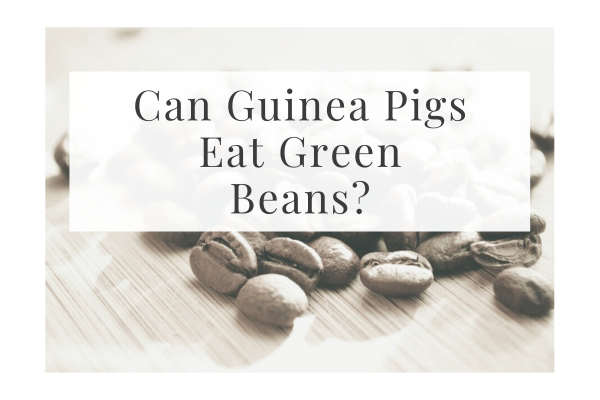 Can Guinea Pigs Eat Green Beans?