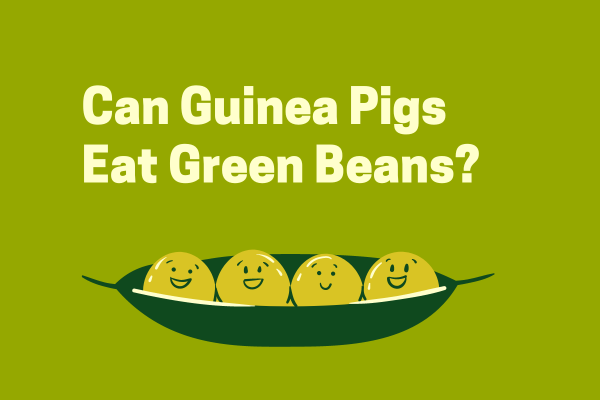 Can Guinea Pigs Eat Green Beans? A Comprehensive Guide
