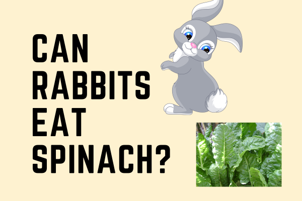 Can Rabbits Eat Spinach: A Comprehensive Guide