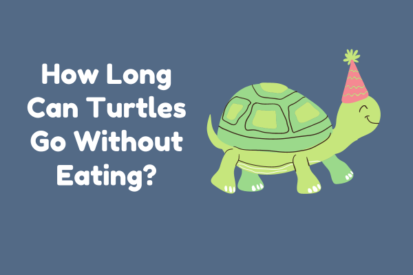 How Long Can Turtles Go Without Eating?
