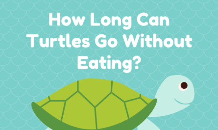 How Long Can Turtles Go Without Eating?