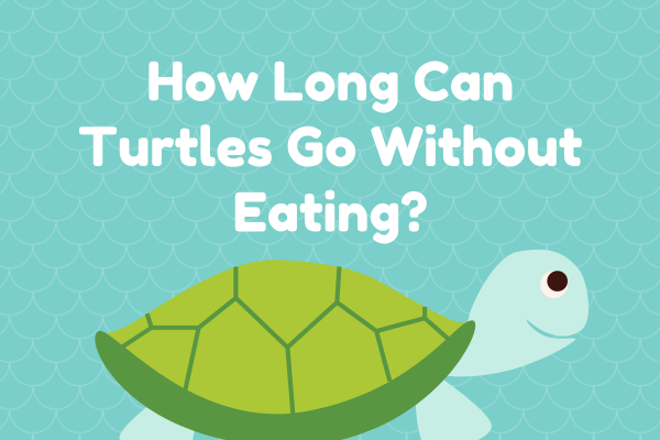 How Long Can Turtles Go Without Eating? A Comprehensive Guide