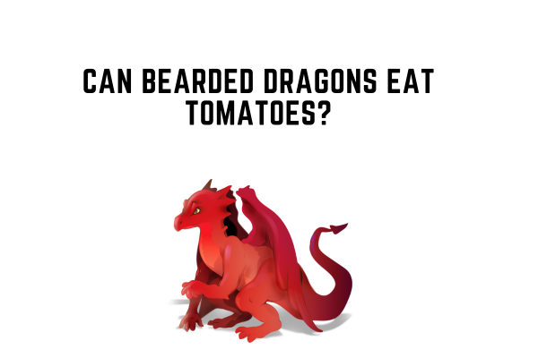 Can Bearded Dragons Eat Tomatoes? 6 Important Questions