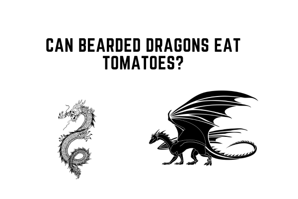 Can Bearded Dragons Eat Tomatoes?