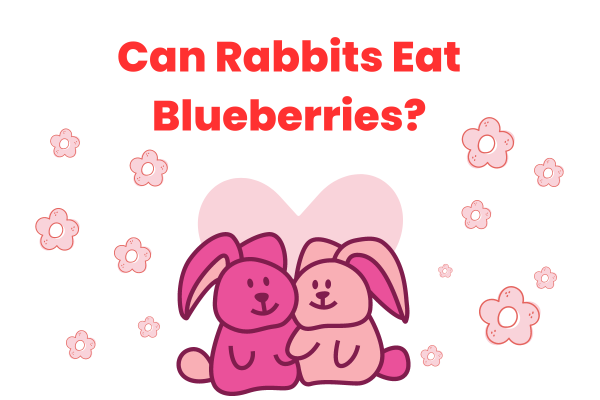 Can Rabbits Eat Blueberries?